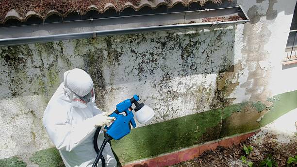 Trusted Mold Remediation service in Greenville, FL - Cheap Mold Removal